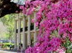 Pink azalea flowers in full bloom frame a white columned building with people walking and greenery in the background.