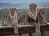 Lions laying next to each other at Out of Africa Wildlife Park in Sedona, Arizona.
