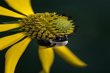 Macro Photography Experience - Asheville Photo Tours