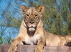 A lioness lounging on a rock, exuding a calm demeanor against a backdrop of greenery and a clear blue sky at the Phoenix Zoo.