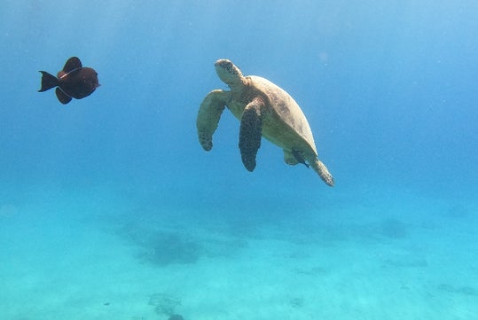 See Hawaiian green sea turtles while snorkeling with Pink Sails in Waikiki. 