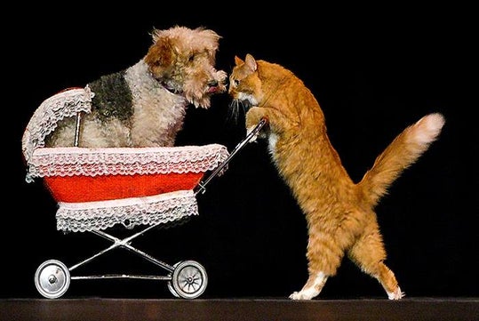 Popovich Comedy Pet Theater in Las Vegas, NV