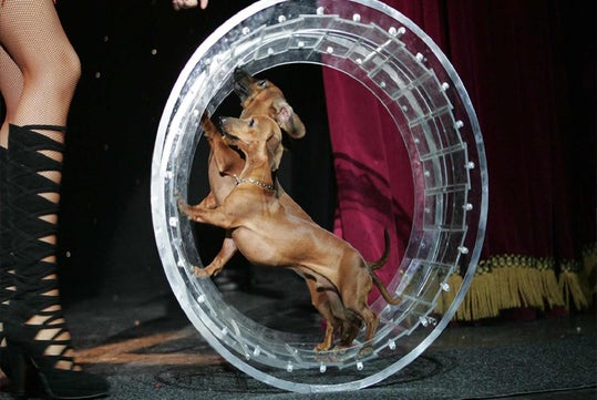 A fun and unique show the whole family loves.