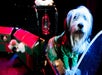 Popovich Comedy Pet Theater in Las Vegas, NV