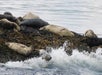 Seals resting on a rocky shoreline as ocean waves crash nearby.
