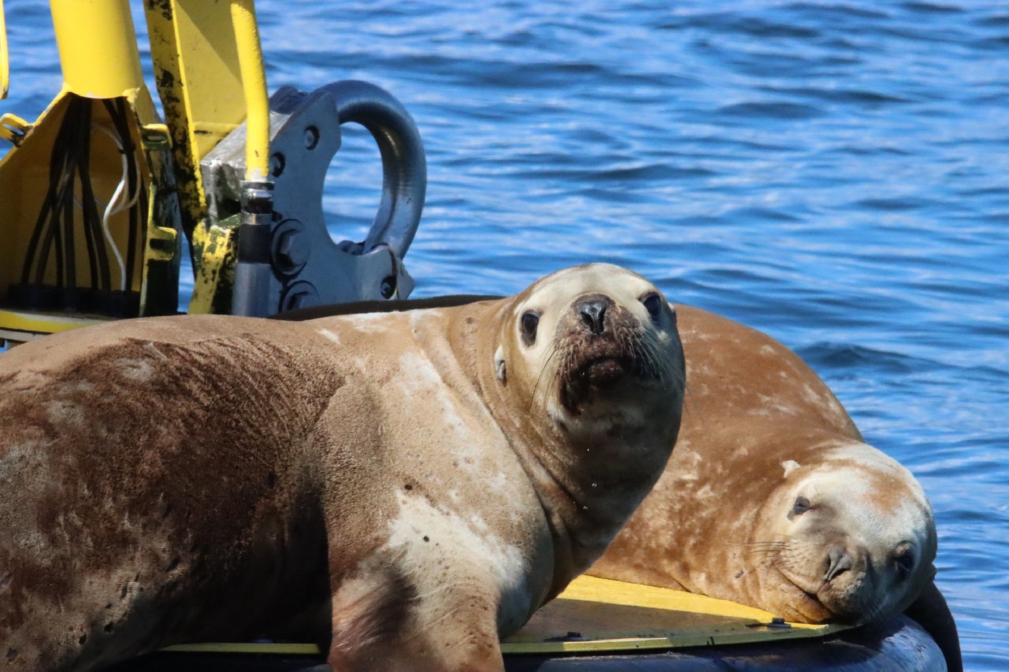 Two sea lions rest on a buoy in the water. One sea lion looks towards the camera while the other lies with its eyes closed. The yellow and black buoy floats in a blue body of water.