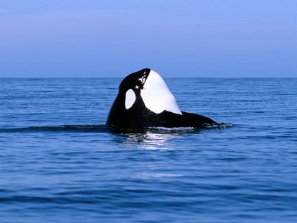 Vancouver Whale Watching Tours with Prince of Whales in Vancouver, British Columbia
