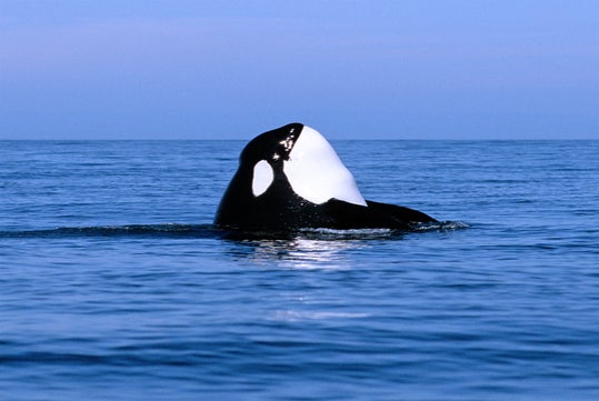 An orca pops its head out of the calm ocean water under a clear blue sky.