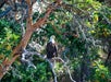A bald eagle perched on a branch surrounded by green foliage and tree trunks.