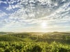 The hills of Sanoma Valley covered in grapevines