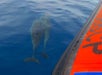 Dolphins escorting boat - Private Charter in Kailua-Kona, Hawaii