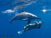 Swimming with spinner dolphin - Private Charter in Kailua-Kona, Hawaii