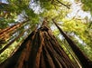 Looking up the trunk of a giant redwood in Muir Woods