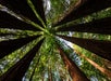 Looking up through the giant redwoods at Muir Woods