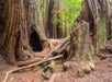 A large hollow at the base of a giant redwood in Muir Woods