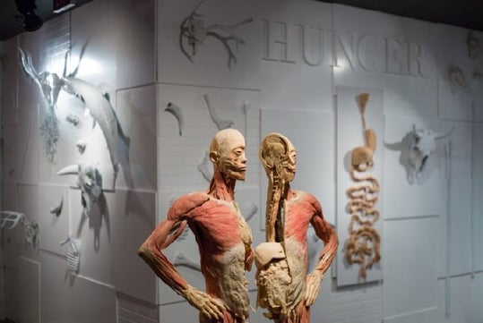 Two anatomical human models without skin displayed in a museum, with various skeletal structures and the word "HUNGER" on the wall in the background.