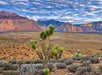 A Joshua tree stands in the foreground of a desert landscape with rugged mountains and a cloudy sky in the background.