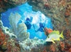 Two snorkelers swim behind a coral arch in a clear blue ocean, with a yellow fish and coral in the foreground.