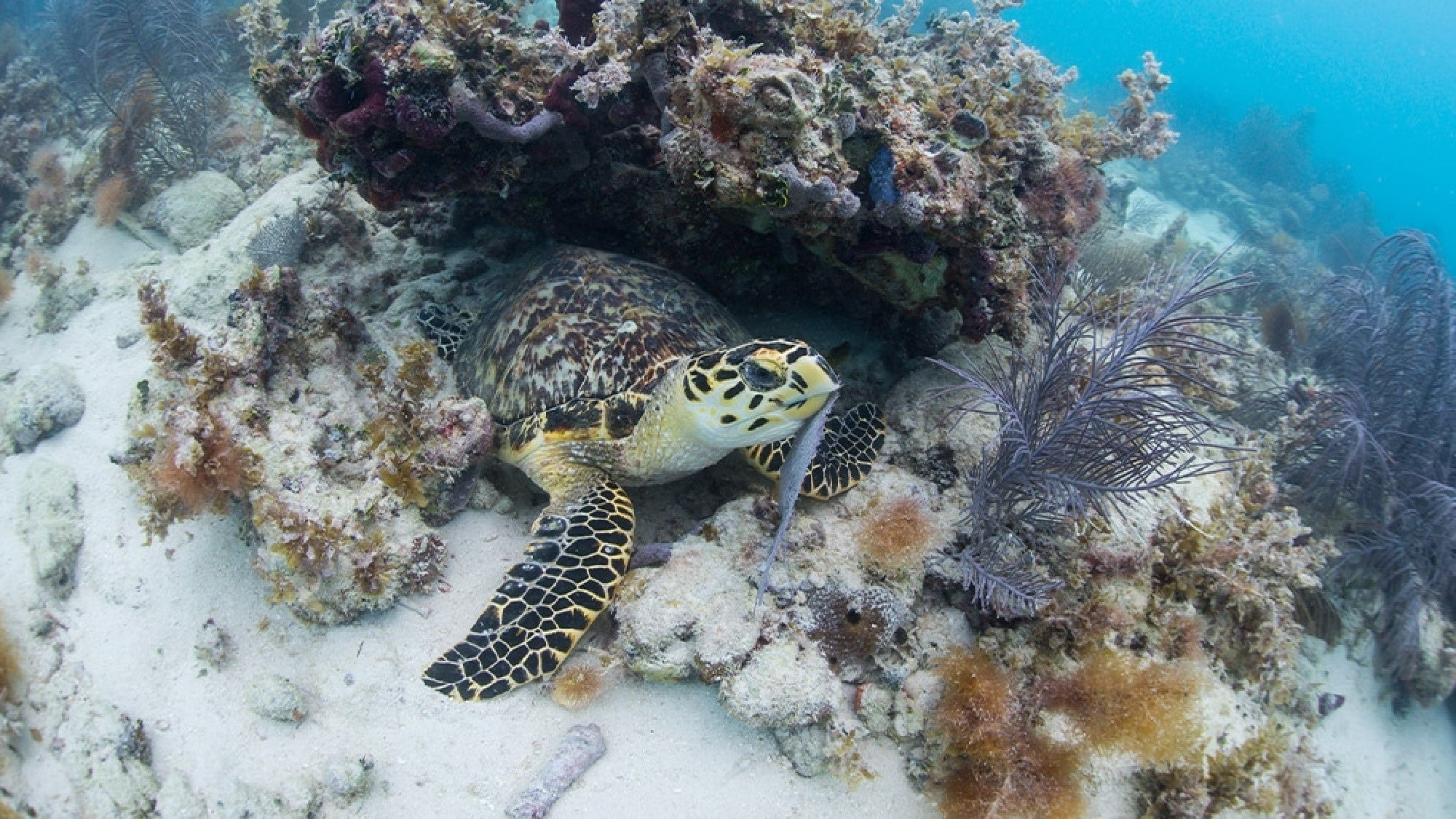 Reef and Ritas - Key West Snorkeling Tours