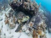 A hawksbill sea turtle rests under a coral reef in a sandy ocean environment, surrounded by seaweed and marine plants.