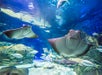 Ray Bay- Ripley's Aquarium of Canada in Toronto, Ontario