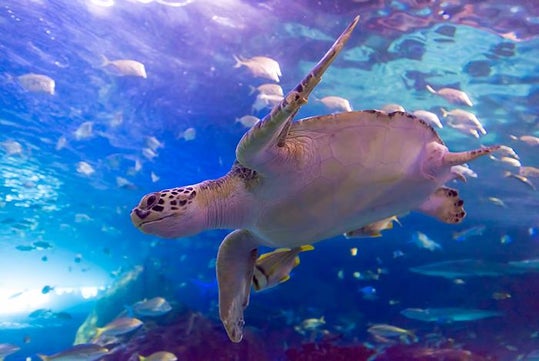 Dangerous Lagoon - Ripley's Aquarium of Canada in Toronto, Ontario