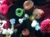 Anemones - Ripley's Aquarium of Canada in Toronto, Ontario