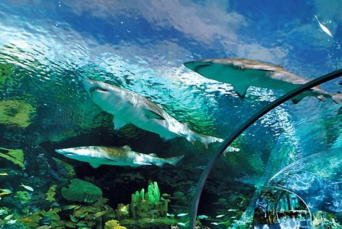 Ripley's Aquarium of the Smokies in Gatlinburg, Tennessee