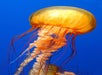 Pacific Sea Nettle - Ripley's Aquarium of the Smokies in Gatlinburg, Tennessee