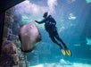 Enjoy entertaining dive and feeding shows in Coral Reef, Stingray Bay and Penguin Playhouse.