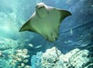 Cownose Ray - Ripley's Aquarium of the Smokies in Gatlinburg, Tennessee