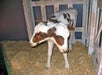 Ripley's Believe It Or Not! Museum in Branson, Missouri