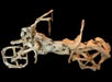 Close up of a tiny motor cycle made of bones title Bad to the Bone Motorcycle on display at Ripley's Believe It or Not! St. Augustine.