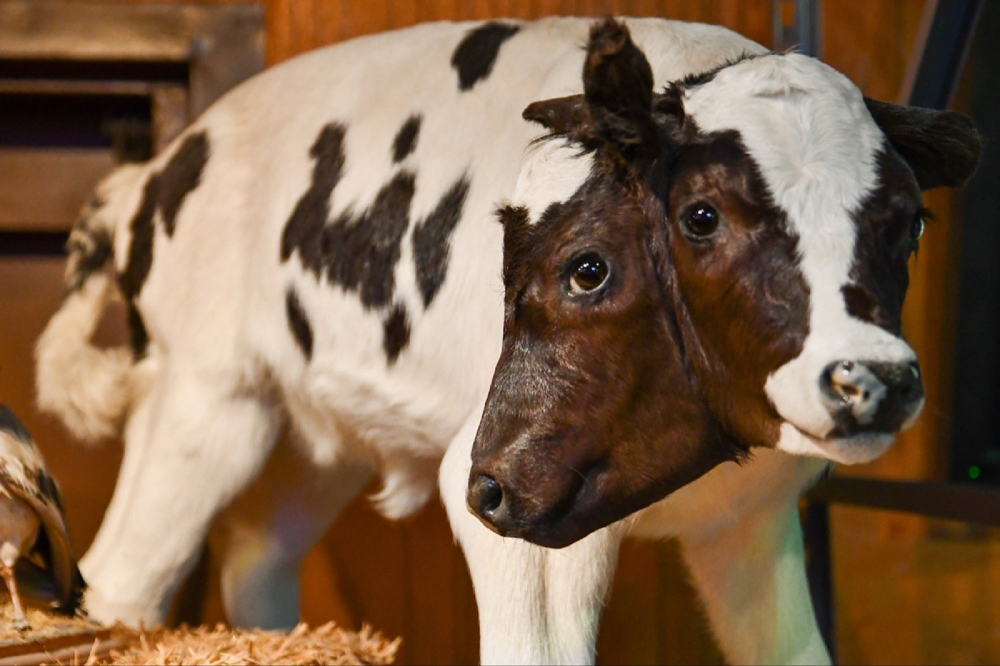 A calf with two fully formed heads, sharing one body, stands indoors on a bed of straw.
