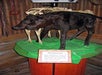 A dark brown calf with two heads on display at Ripley's Believe It or Not! Orlando Odditorium in Orlando, Florida.
