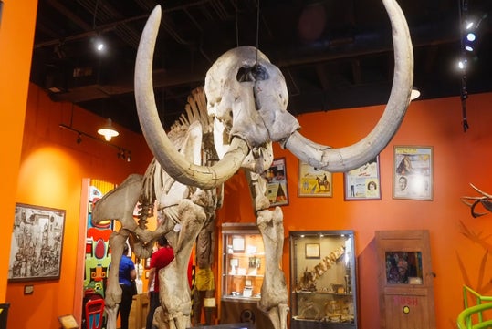 Woolly mammoth skeleton displayed in a museum with orange walls, surrounded by vintage posters and other exhibit items.