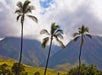 Maui mountain side