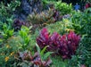 The Ti Leaf Garden with several different colors of leaves on the Road to Hana tour in Maui Hawaii, USA.