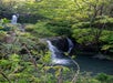 Two waterfalls along this small stream among the trees on the Road to Hana tour in Maui Hawaii, USA.