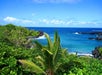Tropical beach scene with lush green foliage, a palm tree in the foreground, and people on a sandy shore by clear blue ocean water under a bright sky.