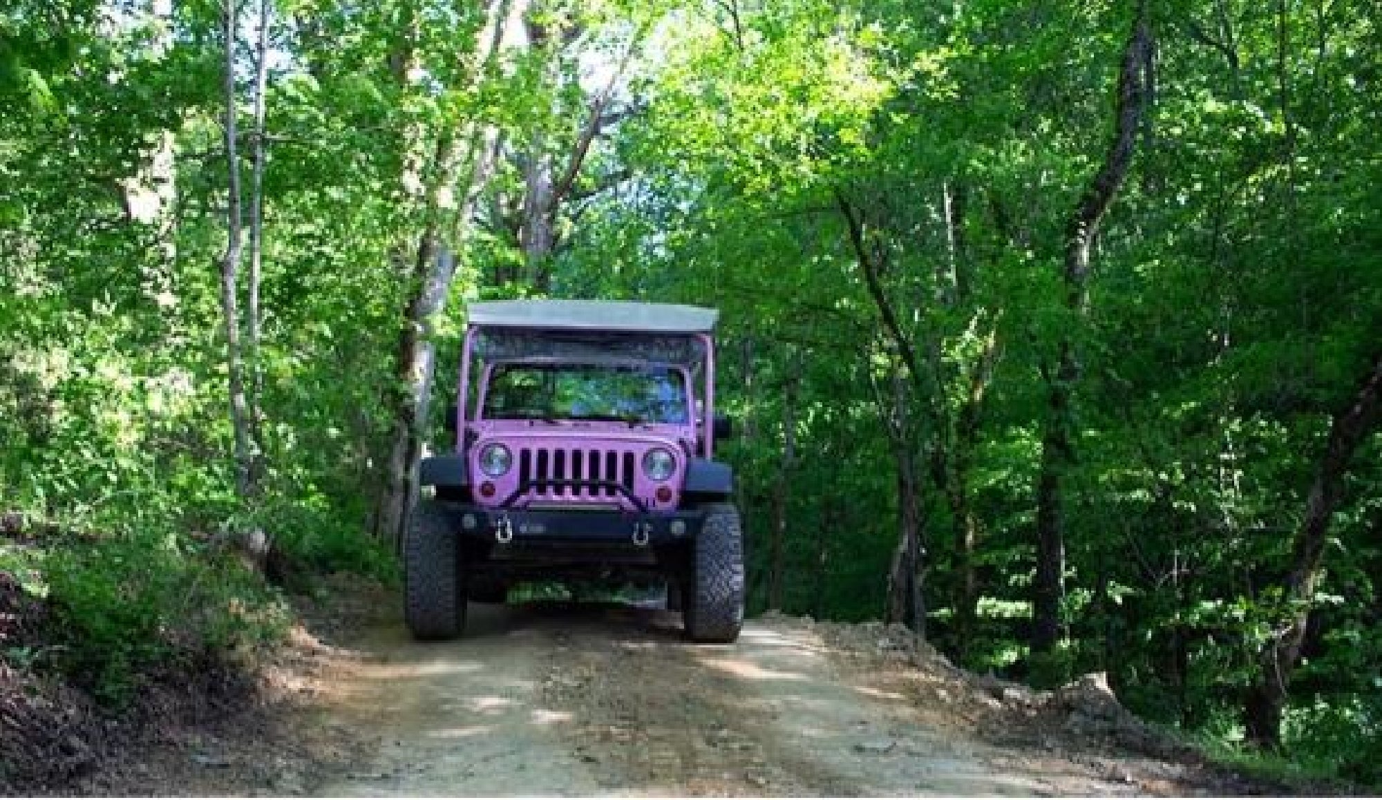 A pink Jeep drives on a dirt path surrounded by lush green trees.