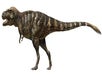 Daspletosaurus torosus at Royal Ontario Museum