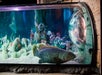 Find amazing aquatic life inside the aquarium.