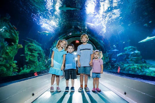 An unforgettable family day out at SEA LIFE.