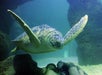 SEA LIFE Charlotte-Concord in Concord, North Carolina