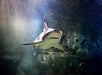 SEA LIFE Charlotte-Concord in Concord, North Carolina
