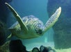 A sea turtle swimming by a rock at SEA LIFE Michigan in Auburn Hills, Michigan.
