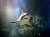 A shark swimming in a tank with light shining on it at SEA LIFE Michigan in Auburn Hills, Michigan.
