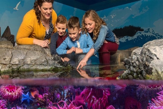 A mom with three kids looking into the touch pool at SEA LIFE Michigan in Auburn Hills, Michigan.