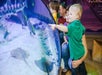 Parents with their children standing close to a tank of sting rays at SEA LIFE Michigan in Auburn Hills, Michigan.